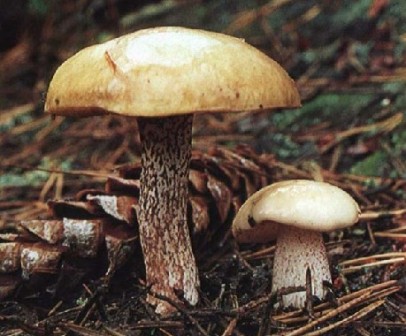    Suillus pladdus